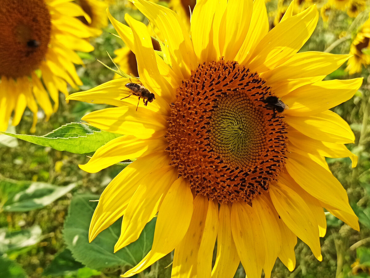 Sonnenblumen auf dem Feld
