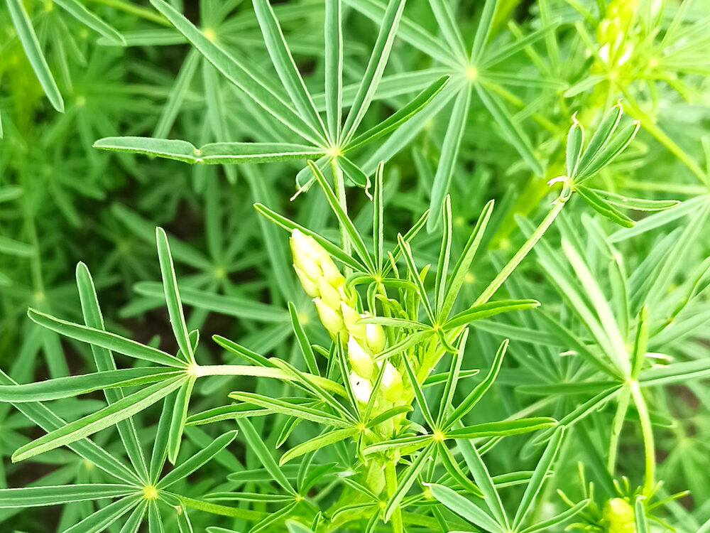 Lupine